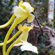 Solenangis impraedicta orchidée madagascar