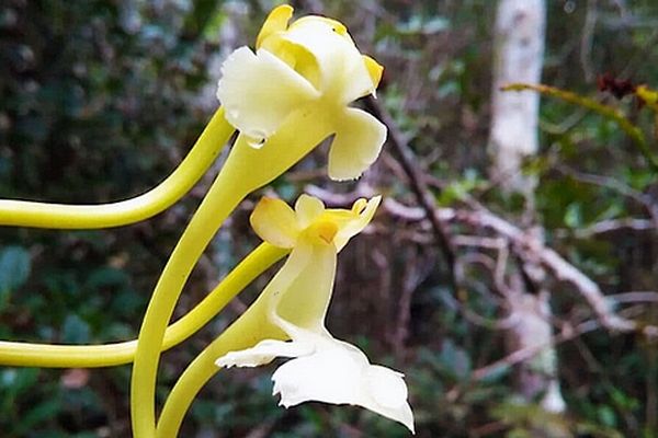 Solenangis impraedicta orchidée madagascar