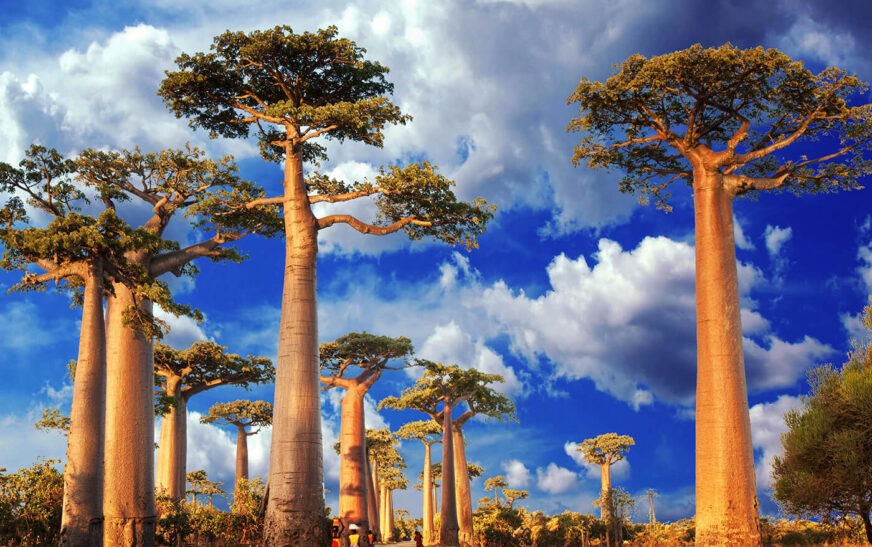 baobab de madagascar