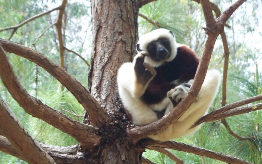 La biodiversité de Madagascar en péril. Que restera-t-il aux prochaines générations ?