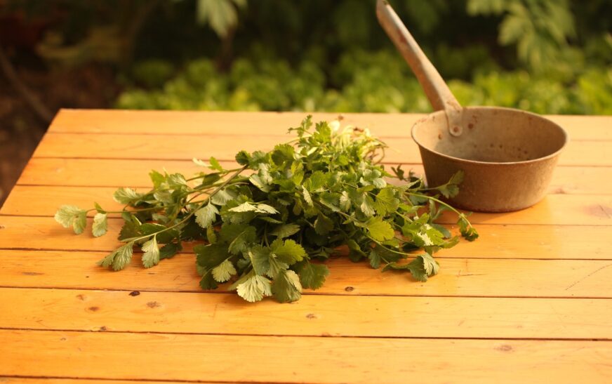 La coriandre : Bien plus qu’une simple herbe aromatique !