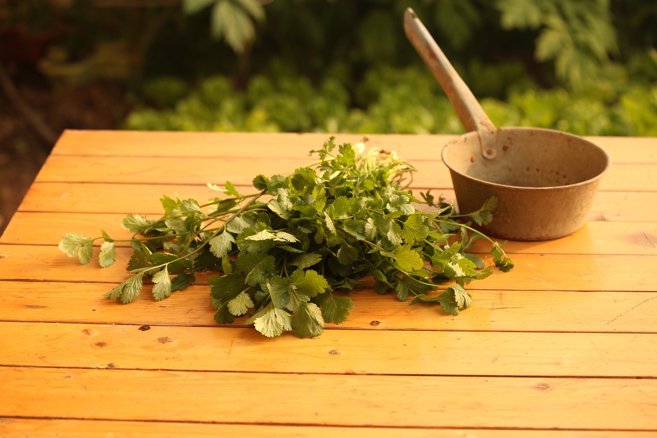 La coriandre : Bien plus qu’une simple herbe aromatique !