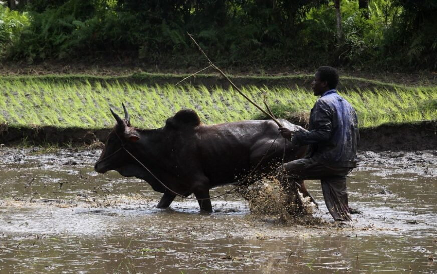 mentalité malgache