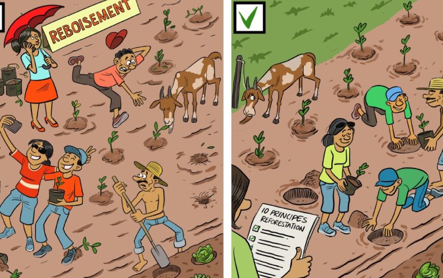 Réussir la reforestation à Madagascar : 10 principes clés pour un impact durable
