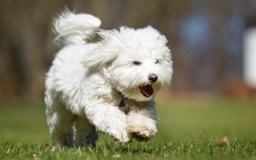 Le coton de Tuléar, un petit chien au grand cœur