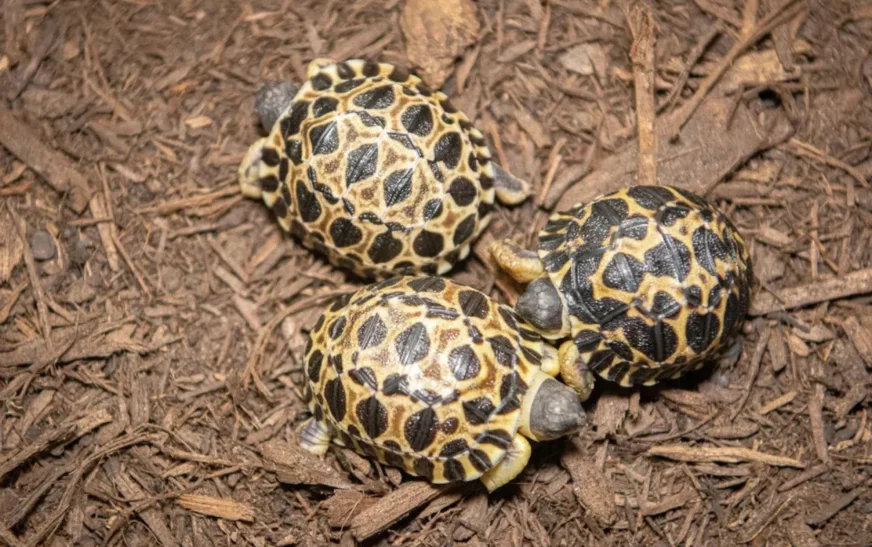 Parc de Tsimbazaza : Le vol des tortues révèle un réseau bien organisé