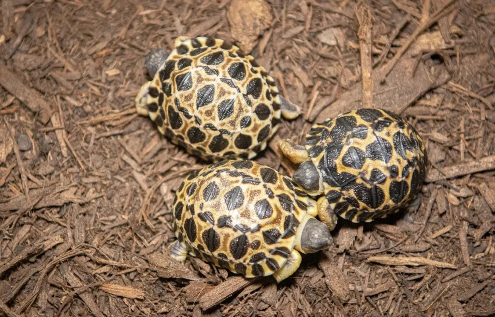 Parc de Tsimbazaza : Le vol des tortues révèle un réseau bien organisé